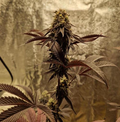Triple Mint XXL. Week 11