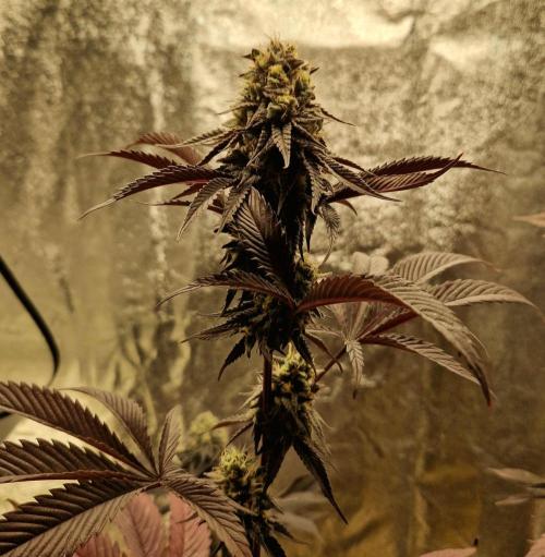 Triple Mint XXL. Week 11