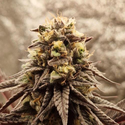 Triple Mint XXL. Week 11