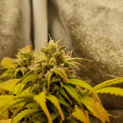 White Widow x The Ultimate. Week 14