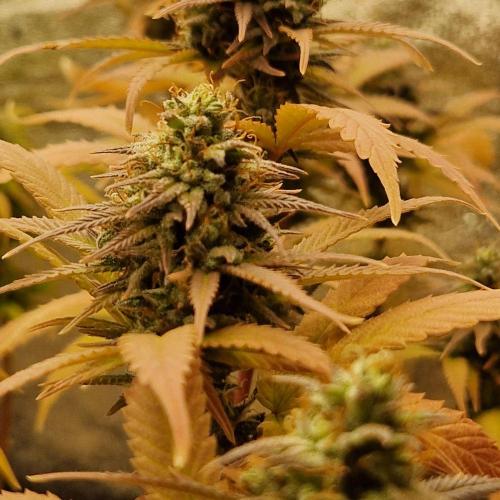 White Widow x The Ultimate. Week 14