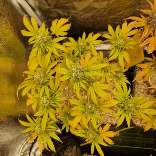 White Widow x The Ultimate. Week 14