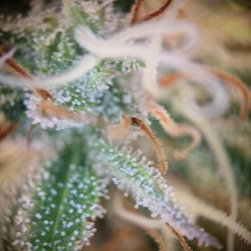 White Widow x The Ultimate. Week 14