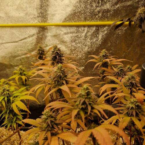 White Widow x The Ultimate. Week 14