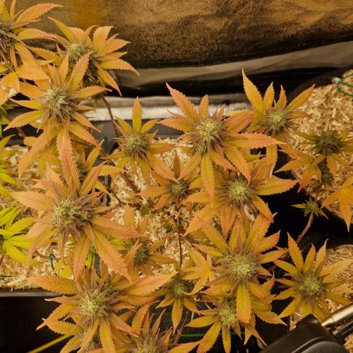 White Widow x The Ultimate. Week 14