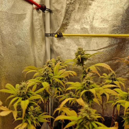 White Widow x The Ultimate. Week 14