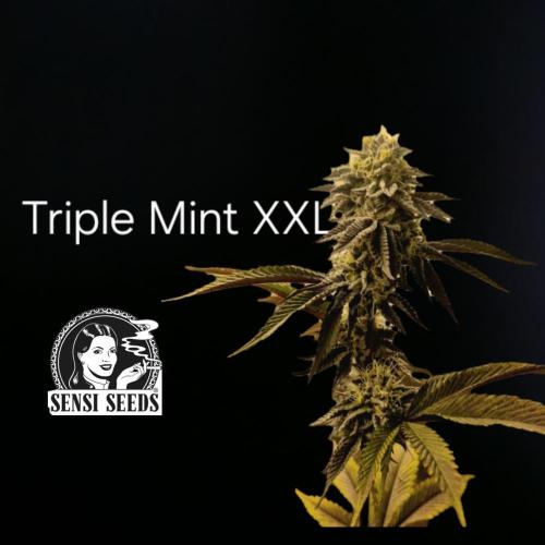 Triple Mint XXL. Week 1
