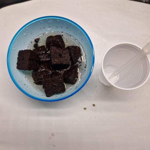 Sherbelato Cake DP- Grow Competition '26. Week 0