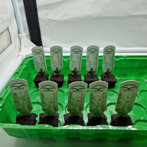 Sherbelato Cake DP- Grow Competition '26. Week 0