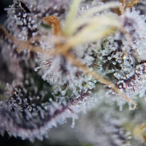 Triple Mint XXL. Week 12
