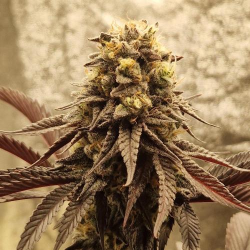 Triple Mint XXL. Week 12
