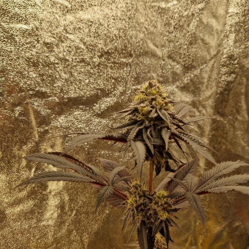 Triple Mint XXL. Week 12