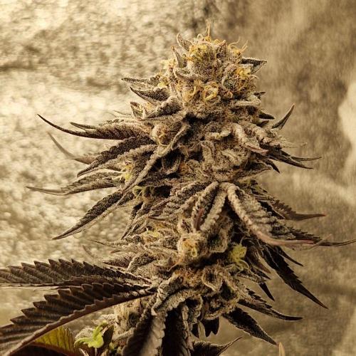 Triple Mint XXL. Week 12