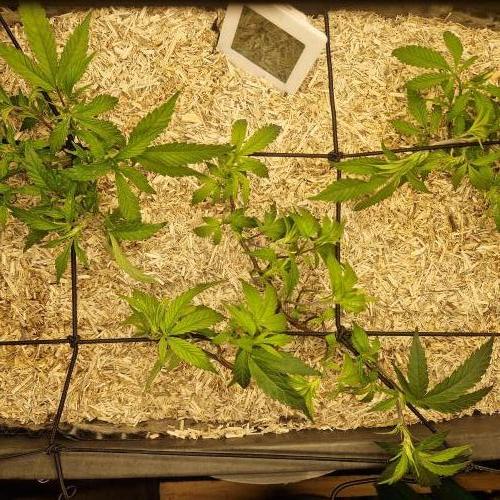 Living Soil Cup '26. Week 5 - Mit Hanfhäcksel gemulcht (3-5cm)