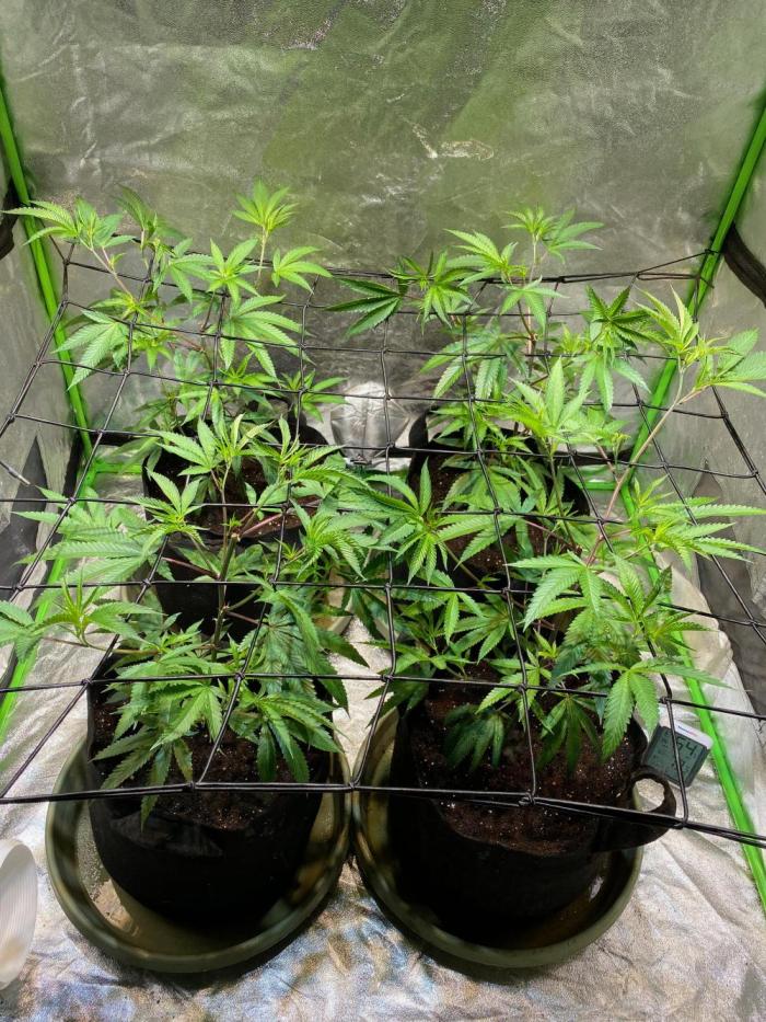 Southern Sunrise. Week 4 - Recovered & Topped 