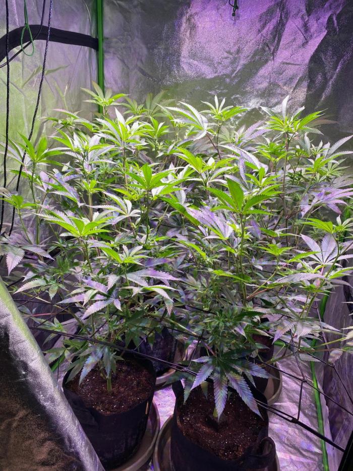 Southern Sunrise. Week 5