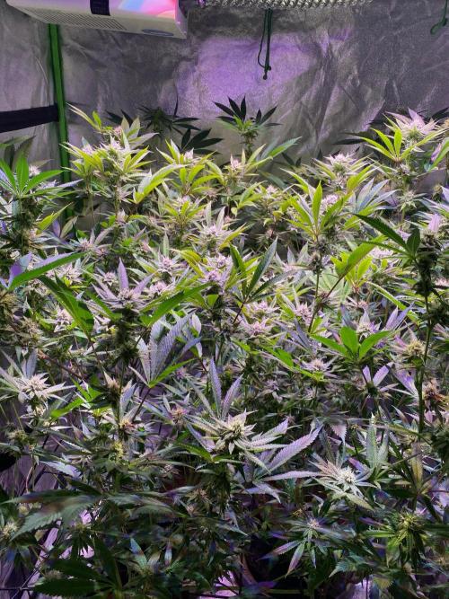 Southern Sunrise. Week 8 - stretched alot, but also popping big nugs everywhere already