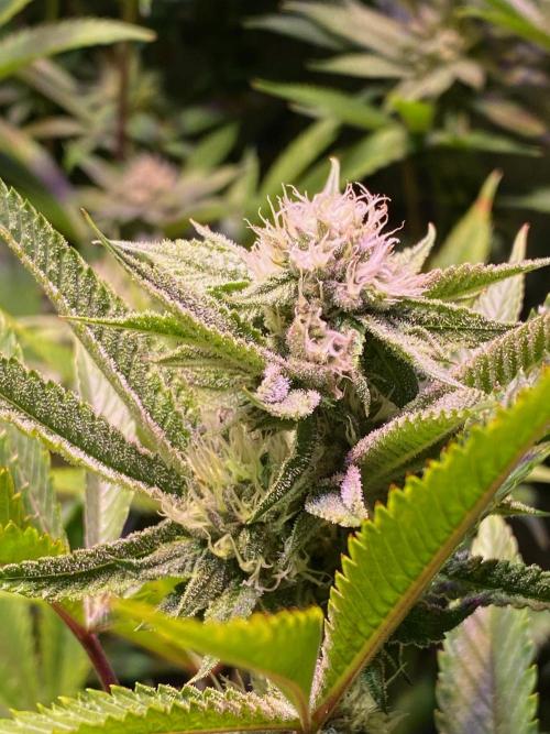 Southern Sunrise. Week 8 - starting to get frosty.  smell: the myrcene,   floral, fruity, backend skunky