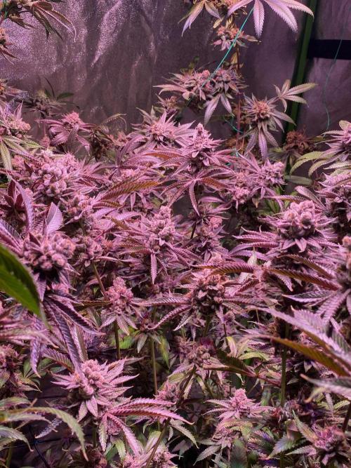 Southern Sunrise. Week 13