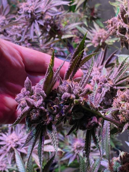 Southern Sunrise. Week 13 - big bud bending over from weight