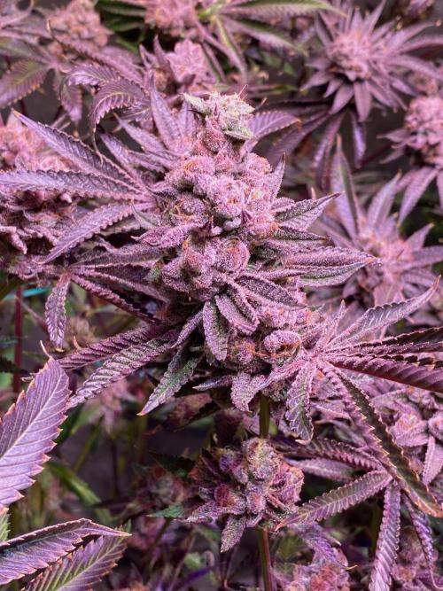 Southern Sunrise. Week 13