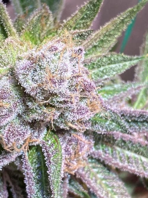 Southern Sunrise. Week 14