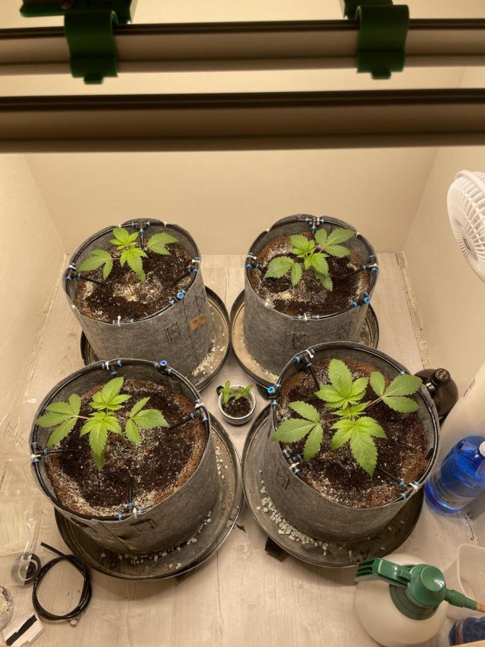 cosmic cheddar F1. Week 3 - 
