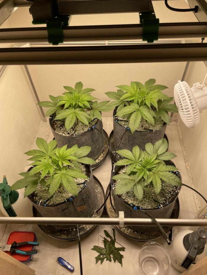 cosmic cheddar F1. Week 4