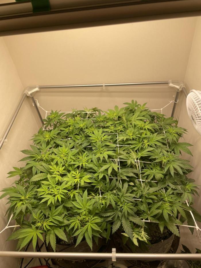 cosmic cheddar F1. Week 2
