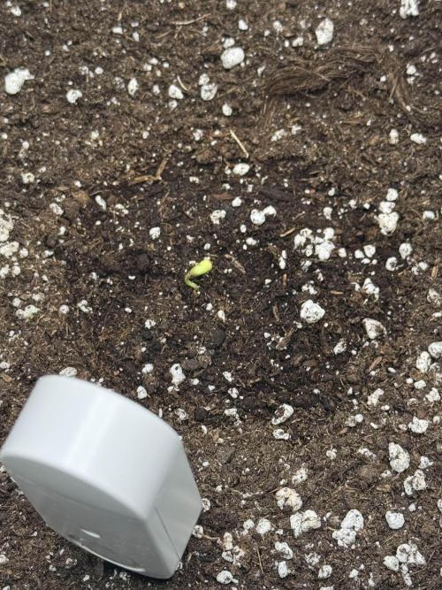 First Time Purple Lemonade. Week 1