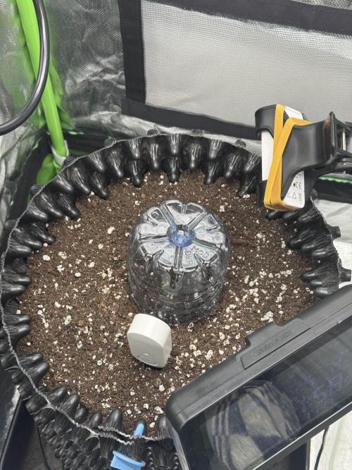 First Time Purple Lemonade. Week 1