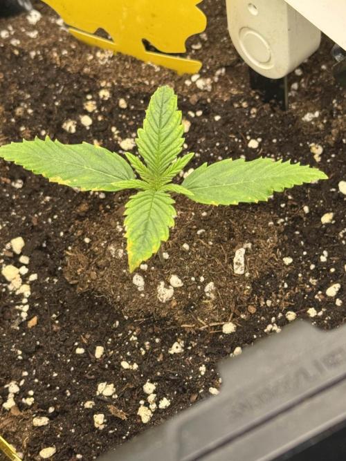 First Time Purple Lemonade. Week 2