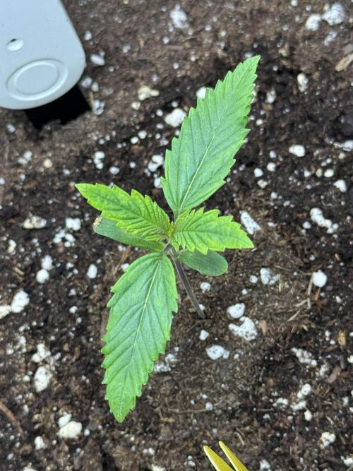 First Time Purple Lemonade. Week 2