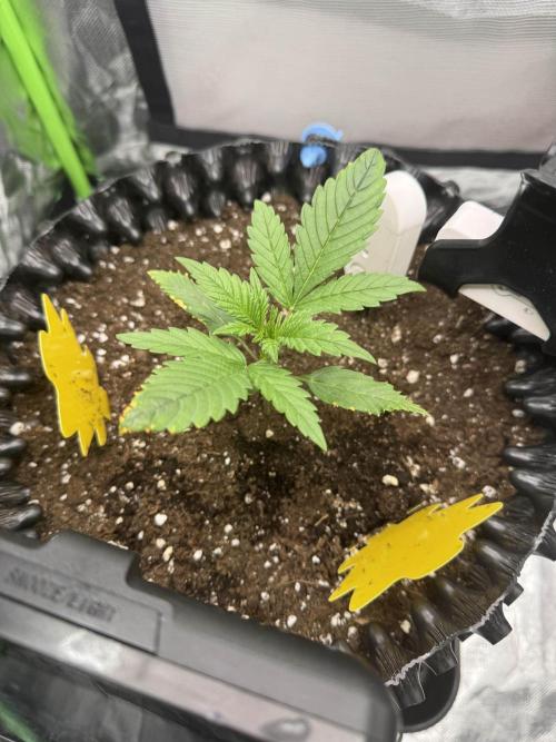 First Time Purple Lemonade. Week 2