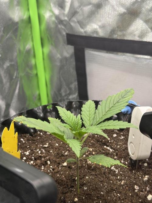 First Time Purple Lemonade. Week 2
