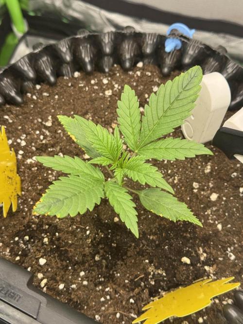 First Time Purple Lemonade. Week 2