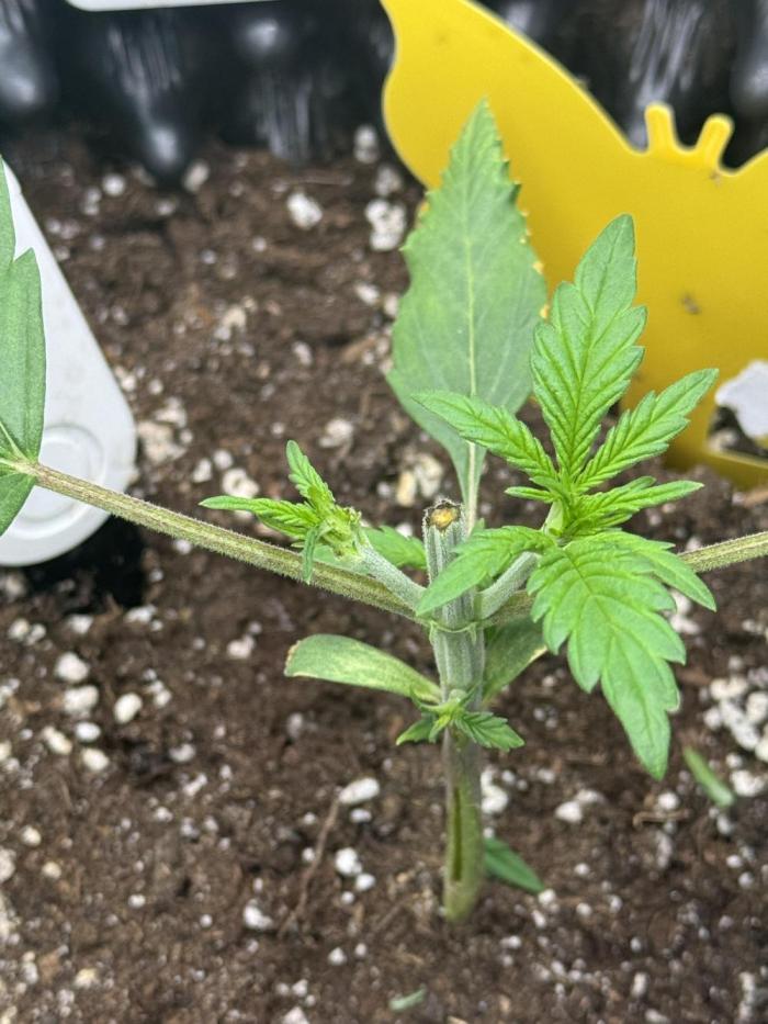 First Time Purple Lemonade. Week 3