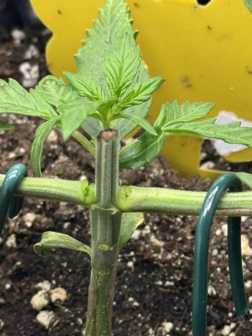 First Time Purple Lemonade. Week 4