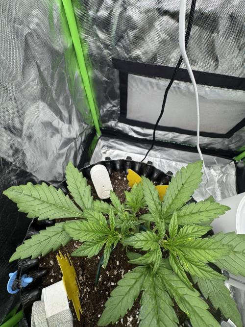 First Time Purple Lemonade. Week 4
