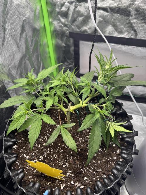 First Time Purple Lemonade. Week 5