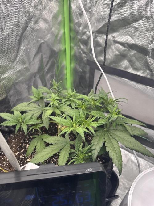 First Time Purple Lemonade. Week 5