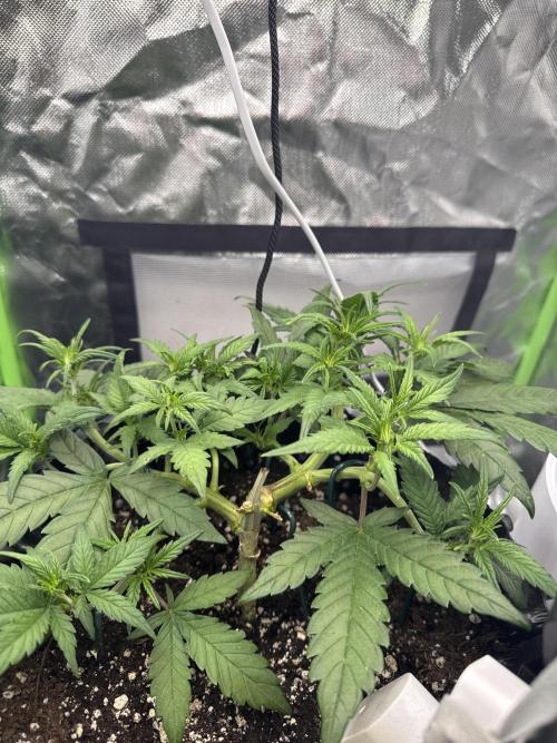 First Time Purple Lemonade. Week 5