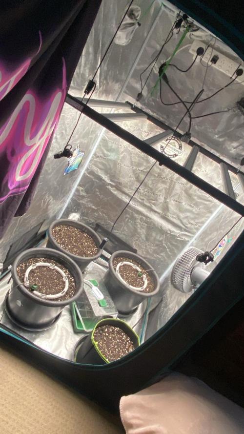 Runtz Auto. Week 0