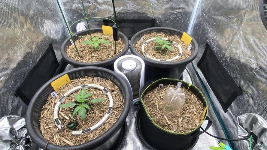 Runtz Auto. Week 2