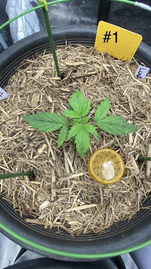 Runtz Auto. Week 2