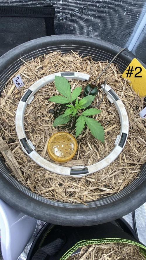 Runtz Auto. Week 2