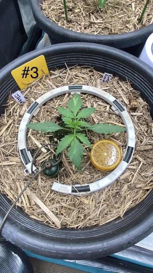 Runtz Auto. Week 2