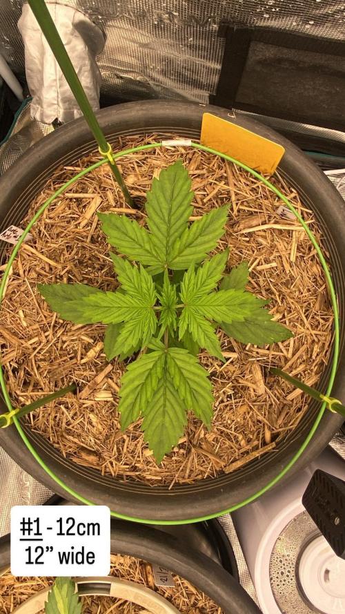 Runtz Auto. Week 3