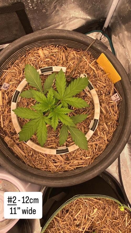 Runtz Auto. Week 3