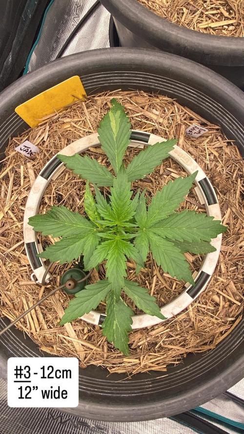 Runtz Auto. Week 3
